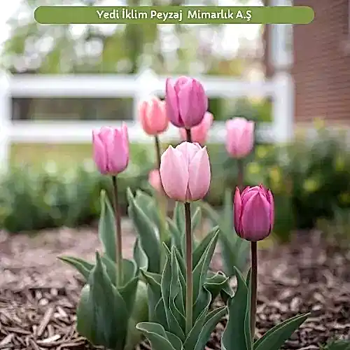 Bahçe Çiçekleri Lale Bitkisi
