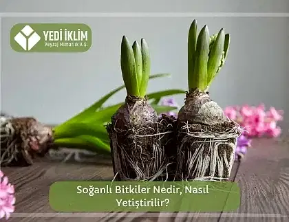 Soğanlı Bitkiler