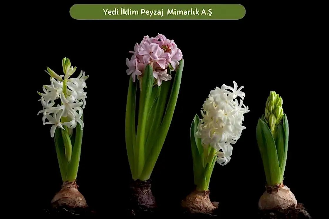 Soğanlı Bitkiler 3